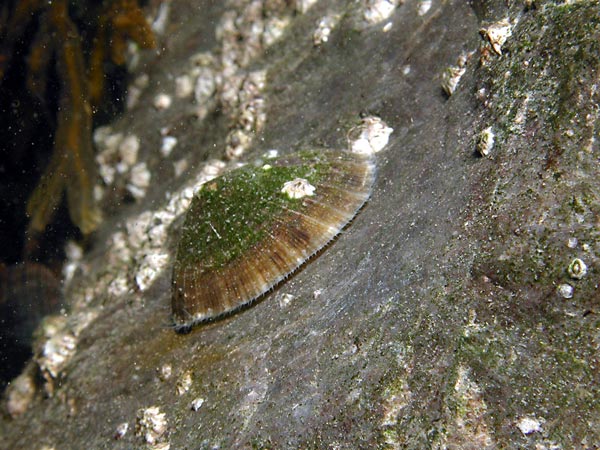 Patella vulgata